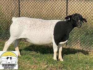 1X DORPER OOI/EWE TIEGERPOORT DORPERS STUD