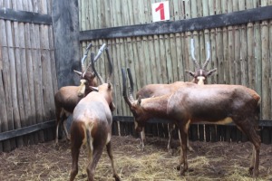 4 X BLESBOK M:4 MBWB1(PER STUK OM LOT TE NEEM)