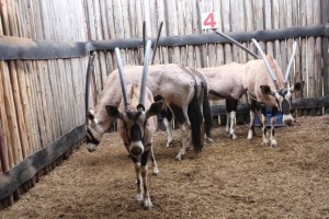 5 X GEMSBOK M: V/F:5 GELDENHUYS(PER STUK OM LOT TE NEEM)