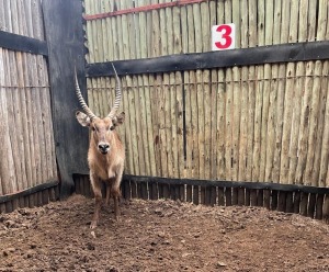 1 X WATERBOK M:1 GELDENHUYS