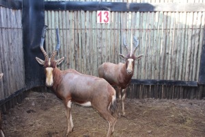 3 X BLESBOK M:3 GELDENHUYS(PER STUK OM LOT TE NEEM)