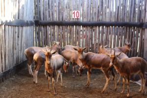 12 X BLESBOK LAMMERS MBWB1(PER STUK OM LOT TE NEEM)