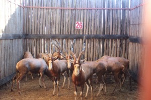 8 X BLESBOK M:8 MBWB1(PER STUK OM LOT TE NEEM)