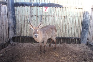 1 X WATERBOK M:1 GELDENHUYS