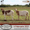 LOT 74 4X MEATMASTER OOI/EWE DIDYMUS MEATMASTERS(PER STUK OM LOT TE NEEM/PER PIECE TO TAKE THE LOT) - 2