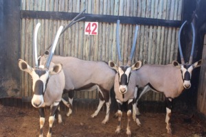 4 X GEMSBOK M:2 V/F:2 GELDENHUYS(PER STUK OM LOT TE NEEM)