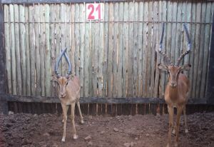 1 X ROOIBOK M:1 VOLWASSE RAM GELDENHUYS