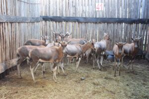 12 X BLESBOK MBWB1(PER STUK OM LOT TE NEEM)