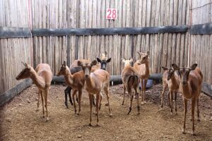 3 X ROOIBOK M:3 KNYPKOP MBWB4(PER STUK OM LOT TE NEEM)