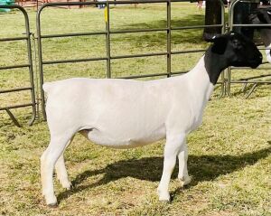 1X DORPER OOI/EWE DOORNFONTEIN DORPERS T5