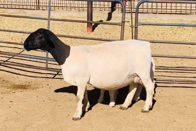 1+2X DORPER OOI/EWE KOWIE DE WITT DORPERS FLOCK