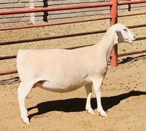 1+1X WHITE DORPER OOI/EWE KOWIE DE WITT & SEUN WIT DORPERS T5