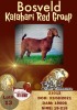 1X KALAHARI RED POTENTIAL STUD OOI/EWE BLG - STUD BREEDERS