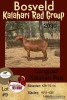 1X KALAHARI RED OOI/EWE STUD LANGPAD KALAHARI RED