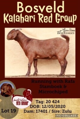 1X KALAHARI RED OOI/EWE STUD JOHN BOTES BOERDERY