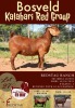 1X KALAHARI RED OOI/EWE FLOCK REDSTAG RANCH