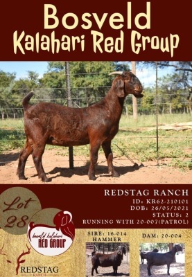 1X KALAHARI RED OOI/EWE POTENTIAL STUD REDSTAG RANCH