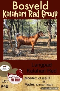 1X KALAHARI RED OOI/EWE STUD LANGPAD KALAHARI RED