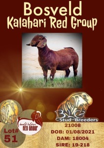 1X KALAHARI RED POTENTIAL STUD OOI/EWE BLG - STUD BREEDERS