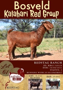 1X KALAHARI RED OOI/EWE FLOCK ON COLOUR REDSTAG RANCH