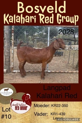 1X KALAHARI RED OOI/EWE STUD LANGPAD KALAHARI RED