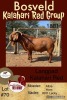 1X KALAHARI RED RAM FLOCK LANGPAD KALAHARI RED