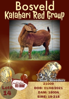 1X KALAHARI RED FLOCK OOI/EWE BLG - STUD BREEDERS