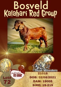 1X KALAHARI RED FLOCK STUD RAM BLG - STUD BREEDERS