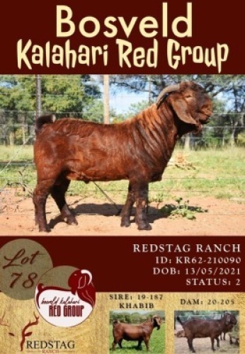 1X KALAHARI RED RAM FLOCK REDSTAG RANCH