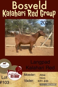 1X KALAHARI RED OOI/EWE STUD LANGPAD KALAHARI RED