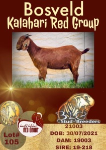 1X KALAHARI RED POTENTIAL STUD OOI/EWE BLG - STUD BREEDERS