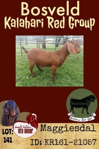 1X KALAHARI RED OOI/EWE POTENTIAL STUD MAGGIESDAL