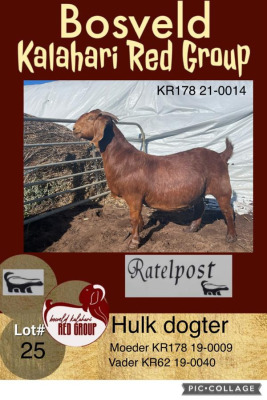 1X KALAHARI RED KUDDE OOI/EWE RATELPOST