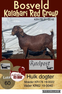 1X KALAHARI RED OOI/EWE FLOCK RATELPOST