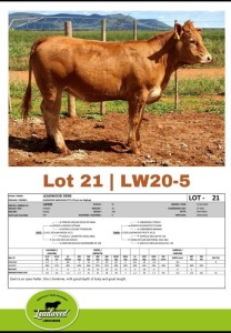 1 x LIMOUSINE COW J. STIGHLING