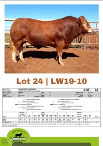 1 x LIMOUSINE BULL J. STIGHLING