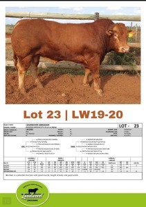 1 x LIMOUSINE BULL J. STIGHLING