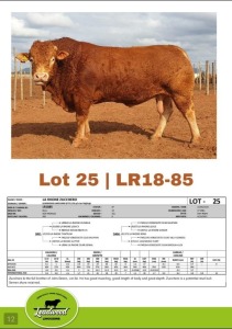 1 x LIMOUSINE BULL J. STIGHLING