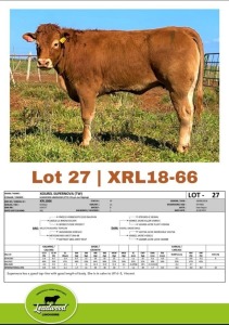 1 x LIMOUSINE HEIFER J. STIGHLING