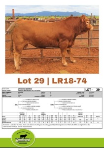 1 x LIMOUSINE BULL J. STIGHLING