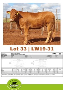 1 x LIMOUSINE HEIFER J. STIGHLING