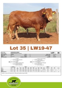 1 x LIMOUSINE BULL J. STIGHLING