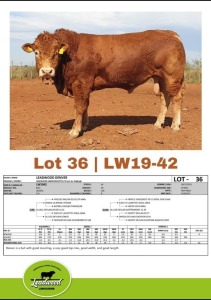 1 x LIMOUSINE BULL J. STIGHLING