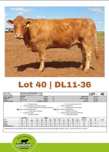 1 x LIMOUSINE HEIFER J. STIGHLING