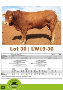 1 x LIMOUSINE BULL J. STIGHLING