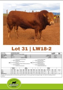 1 x LIMOUSINE BULL J. STIGHLING