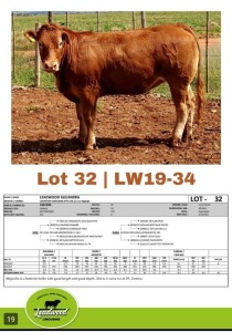 1 x LIMOUSINE HEIFER J. STIGHLING