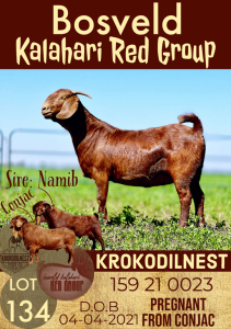 1X KALAHARI RED OOI/EWE POTENTIAL STUD KROKODILNEST