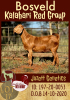 1X KALAHARI RED STUD OOI/EWE JAZETT GENETICS