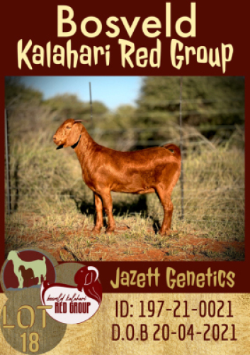 1X KALAHARI RED FLOCK OOI/EWE JAZETT GENETICS
